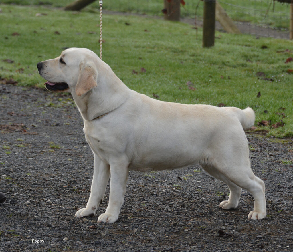 CROFTSWAY  PLATINUM  BLONDE