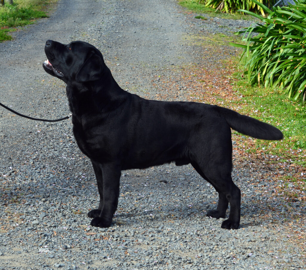 Brian – (updated 22 October 2025)