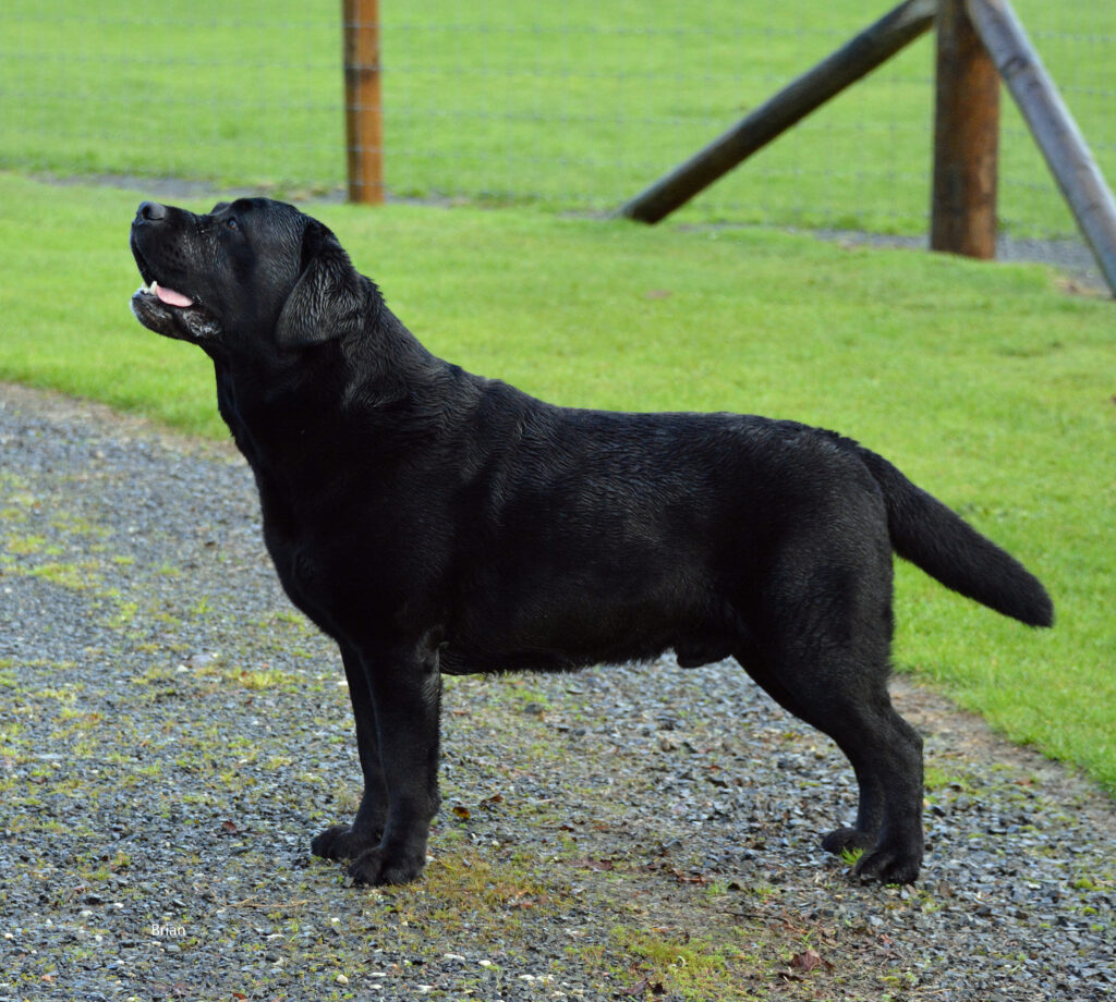 Brian – CIB (INTERNATIONAL) & NZ. GRAND CHAMPION CROFTSWAY SHOW OFF – updated 6 July 2026